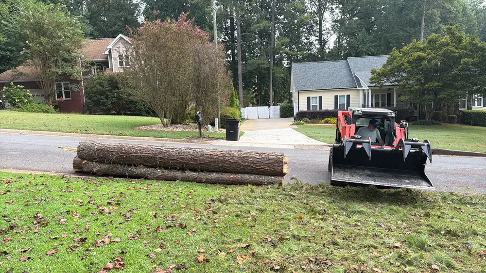 Loader staging cut pine logs at the street for haul-off